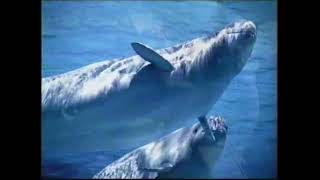 2005 Marineland commercial [upl. by Johppa]