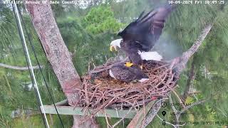 Wildlife Rescue of Dade County Eagle Nest Cam  Cam fell into the nest [upl. by Palua]