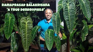 Anthuriums amp Philodendrons  Ramaprasad Balakrishna  Bangalore [upl. by Maxantia]