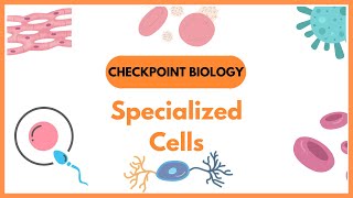 Checkpoint Biology specialized cells [upl. by Woodhead]