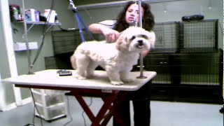 The dog grooming process on the dog grooming table  Dog Nail Clippers by Howdogcarecom [upl. by Aivyls]