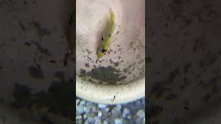 Apistogramma panduro part 2 aquarium shorts [upl. by Garett170]