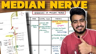 Median Nerve Anatomy  Course and Branches  Upper Limb Anatomy [upl. by Suzie206]