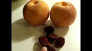 Making Peach Pit Tincture [upl. by Borg]