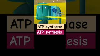 ATP synthase chemistry science biology [upl. by Obala207]