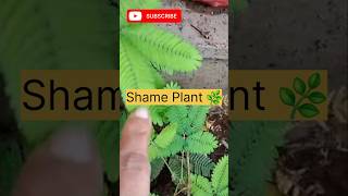 Shame Plant facts stimulus polymathfootprintsacademy [upl. by Ande]