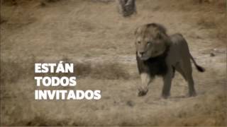 Semana de Grandes Felinos Nat Geo Wild [upl. by Farris]