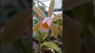 ORQUIDEA FORBESII flores [upl. by Duer]