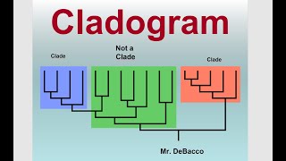 Cladogram [upl. by Dnomhcir]