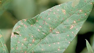 Identifying Septoria Leaf Spot in Soybeans [upl. by Aicram]