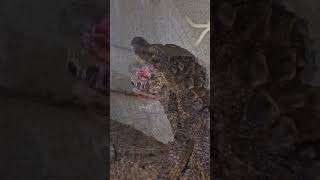 Caiman Cracking a Squirrel Skull share reptiles trending subscribe shorts eating new best [upl. by Salomon791]