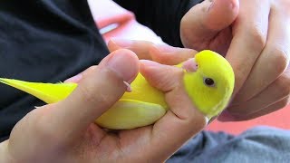 Petting a Bird Barred Parakeet Wasabi and Karashi [upl. by Aicnelav757]