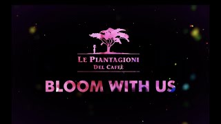 Bloom With US  Le Piantagioni del Caffè [upl. by Adnihc]