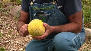 MELONS  HOW TO Determining When Your Melons are Ready to Pick for Harvest [upl. by Sybil795]