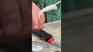 Fish Fillet Time Lapse video of a walleye fillet zipper method filletingfish [upl. by Basset801]