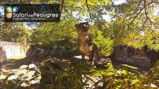 Panthère des Neiges  Safari Peaugres  Ardèche [upl. by Loughlin]