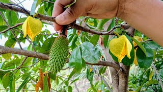 como hacer la polinizacion manual en árbol de guanabana para cuajado de frutos [upl. by Ayatnahs]