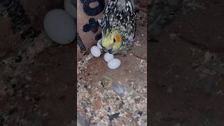 Mini Blogs with birds 🦜birds deworming and vitamins birds shortsfeedminivlogleasleasbird [upl. by Towland548]