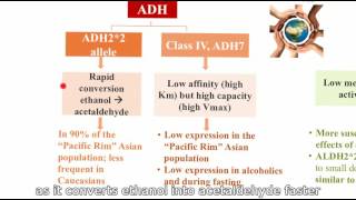 21 Genetic variability ADH e ALDH [upl. by Niknar]