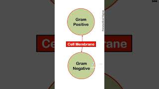 GRAM POSITIVE VS GRAM NEGATIVE BACTERIA [upl. by Nahij]