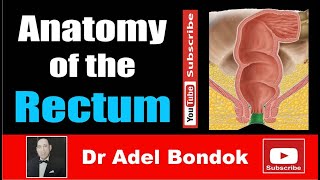 Anatomy of the Rectum Dr Adel Bondok Making Anatomy Easy [upl. by Ianteen]