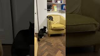 Funny cat compilation credit to Dusty Dubs [upl. by Brion]