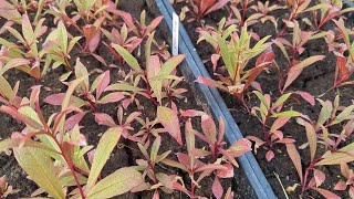 Growing Fireweed From Seed [upl. by Alansen]