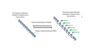 Lacétylation des histones contrôle linitiation de la transcription [upl. by Nabalas]