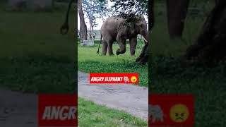 हाथी गुस्से में कहां जा 😡🤬 क्या हो गया है हाथी को 🐘😠 elephantattacks viralshort shortsfeed [upl. by Ennaylloh]