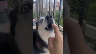 Drama husky compilation animal funny dog husky dogs doglover funnyvideo [upl. by Adnilak539]