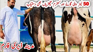 Madina dairy farm Australian friesian and jersey cows for sale in punjab top class bread hfcows [upl. by Lenny969]