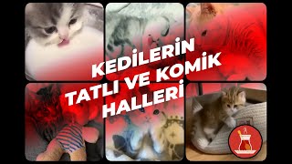 KEDİLERİN TATLI VE KOMİK HALLERİ 2020 [upl. by Ettevey305]