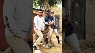 Kissing 😱a Hyena in Kano Nigeriashorts [upl. by Zetes]