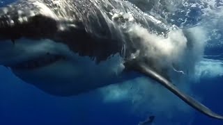 16 Foot Great White Shark Determined to Bite Body Boarder [upl. by Tawney]