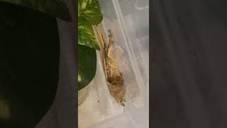 Let’s see how many geckos dropped their tail from July 4th Fireworks crestedgecko july4th [upl. by Filmore]