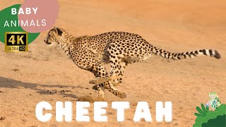 Cheetah  Cheetahs for Kids Learn All About Cheetah Amazing Animals  CuteKidsTV [upl. by Raasch]