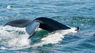 Whale watching and wildlife adventures around the world  Discover the Blue Planet with the experts [upl. by Magnolia]