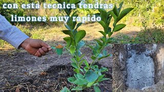 increíble siembra de limón para que tengas limones en muy poco tiempo 🍋 [upl. by Omixam]