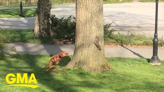 A squirrel outwitted this dog in a hilarious New York City park standoff l GMA Digital [upl. by Semele664]