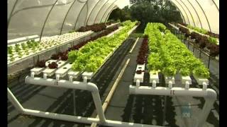 Aquaponics Report Commercial Production with FISH VEGE RABBITS True Integrated Farming [upl. by Mahalia]