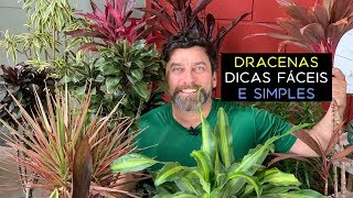 Dracenas Dicas Fáceis e Simples [upl. by Aziza]