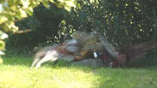 Male Pheasants fighting in slowmotion 1 [upl. by Lesnah]