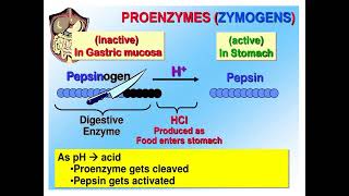 Activations of Zymogens Proteases amp Prothrombin Enzyme chemistryEnzymology [upl. by Michale]