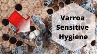 Varroa Sensitive Hygiene in Carniolan honeybee colonies vsh carnica [upl. by Leugim]