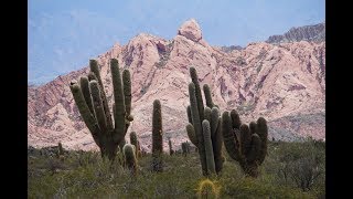 Una vista del Parque Nacional Los Cardones  Salta  Argentina [upl. by Nacnud]