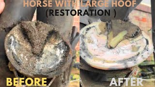 Shire Horse Complete restoration Shire Horse Restoration Compilation shirehorse huge massivehoof [upl. by Alac70]