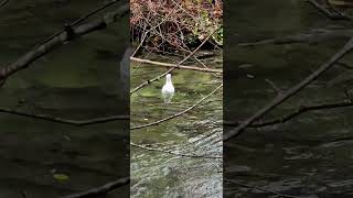 Seagull And Salmons seagull seagullwatch salmon salmonrun hatchery ytshortvideo ytshortviral [upl. by Thilda721]