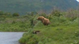 Bear Fight Kodiak Island [upl. by Reemas]