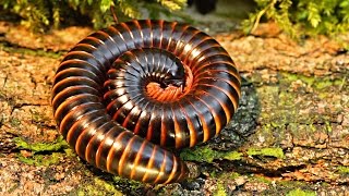 Archispirostreptus gigas Giant African Millipede Closeup [upl. by Abbot]