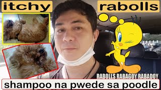 NAGPALIGO SI DOG POODLE 🐩 RABOLLS BAKIT KAYA NANGANGATI SIYA  PETS amp DOGS LOVER ANO ANG FAVORITE [upl. by Nakada]